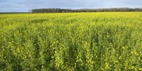 Growing a successful green fertilizer, with (too) little nitrogen space? -