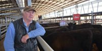 Cheaper rates at Naracoorte sale despite lift in feedlotter interest