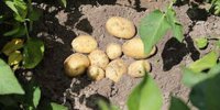 Aviko trial harvest: average hectare yield only 18 tons against 42 tons in 2022