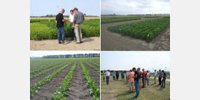 Green Organics and Dutch Soy join forces for local soy cultivation