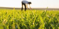 Biological proposal for winter cereals: Live technology at the service of healthier and more productive crops.