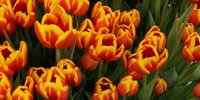 Tulip Trade Event: Opening in Broek op Langedijk