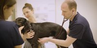 Veterinary Infectious Diseases Therapeutics Market Share and Competitive Dynamics: Zoetis, Merck, Boehringer Ingelheim, Elanco, Virbac