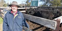 Heyfield steers sell to $2790 a head in annual spring store sale