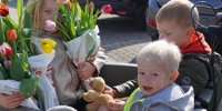 Tulip picking in Broek op Langedijk yields five grand for aid to Ukrainians