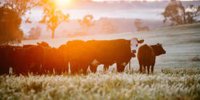 Hardwicks Meats and Kilcoy join forces