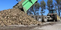 Cosun increases the minimum price of sugar beets - Sugar Beet News | . Nl