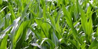 Cortava Agriscience Lanza Dragster® and Emir® for corn cultivation