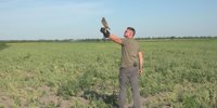 Hawks and buzzards protect the sowing against the bird bar -
