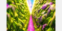 First illuminated Dutch cucumbers sold