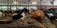 FrieslandCampina opens third PET bottle line in Aalter