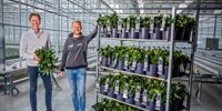 This grower does not have to fear a sky-high gas bill: his greenhouse is completely energy neutral