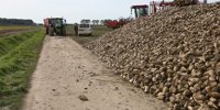 Beet campaign starts on 8 September |  - Agricultural news for the West Netherlands