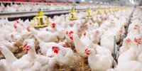 PLUKON FOOD GROUP TO BUY SPANISH peER PAVICOLA HIDALGO GROUP