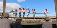 Elders growth strategy drives 40 percent net profit increase - Beef Central