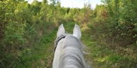 Staatsbosbeheer is looking for help for maintenance of horse trails