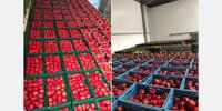 "Development of Polish greenhouse vegetable cultivation is progressing year by year"