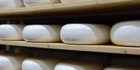 Ausnutria Dairy takes full ownership of goat’s cheese business Amalthea