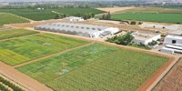 Cortava Lanza Quelex for control of weeds in olive groves and citrus