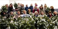 Christmas trees for charity