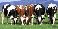 Mixed outlook for dairy continues - Food & Drink Business