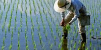 How climate change is affecting rice yields: impacts and challenges | Agro | Economy | Portfolio