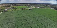 Nextgen rape in the age of challenges: Genetic security and performance with Pioneer® hybrids -