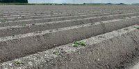 Aviko looking for more potatoes - News Potatoes | .nl