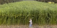 Taste in Heerenveen passed: Heijmans extends his hemp cultivation to more than 20 hectares -