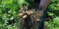 New potato variety Isa replaces Hansa on sandy soils in Brabant | Akkerwijzer.nl - News and knowledge for arable farmers