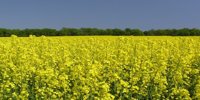 Effective weed control in winter oilseed fields: strategies and recommendations for the new season