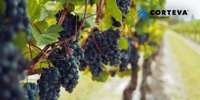 Corteva organizes an event dedicated to winemakers in Chisinau