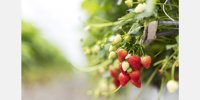 Addition of three new growers boost Kompany's strawberry acreage beyond 73 hectares